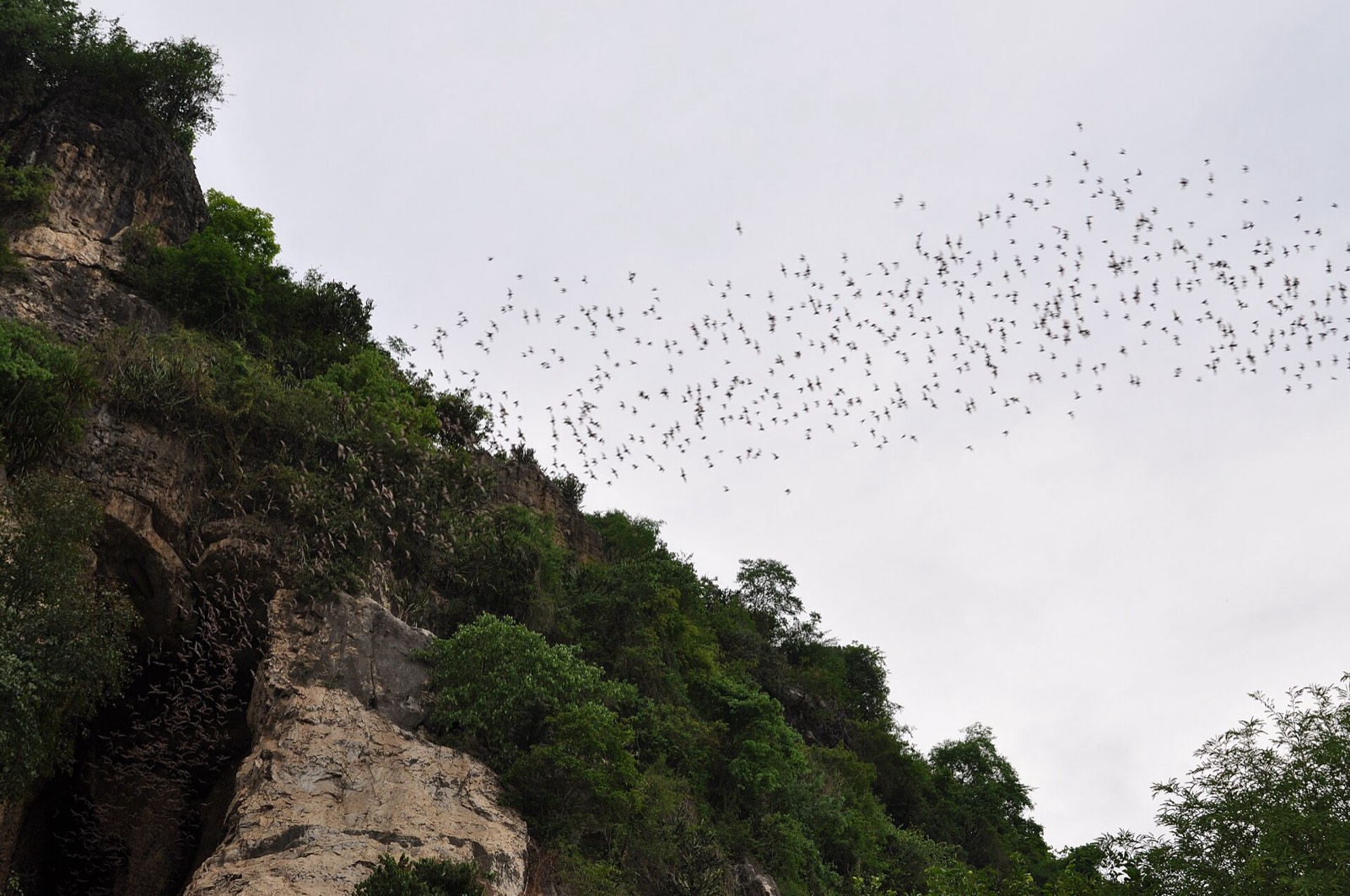 The evening bat exodus streaming from the cave at Phnom Sampeau, Battambang