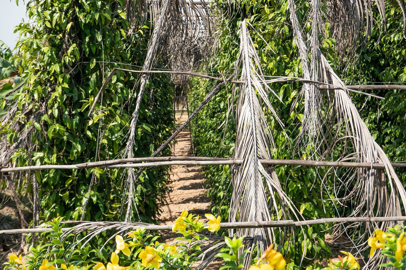 Pepper vines climbing their poles at a Kampot pepper plantation